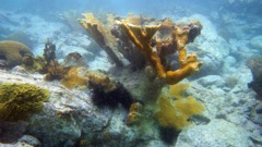 Caneel Reef